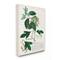 Stupell Industries Botanical Green Plant Illustration Wall Art